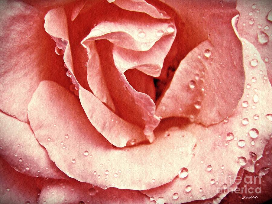 Rose Photograph - Fresh as a Daisy by Sarah Loft