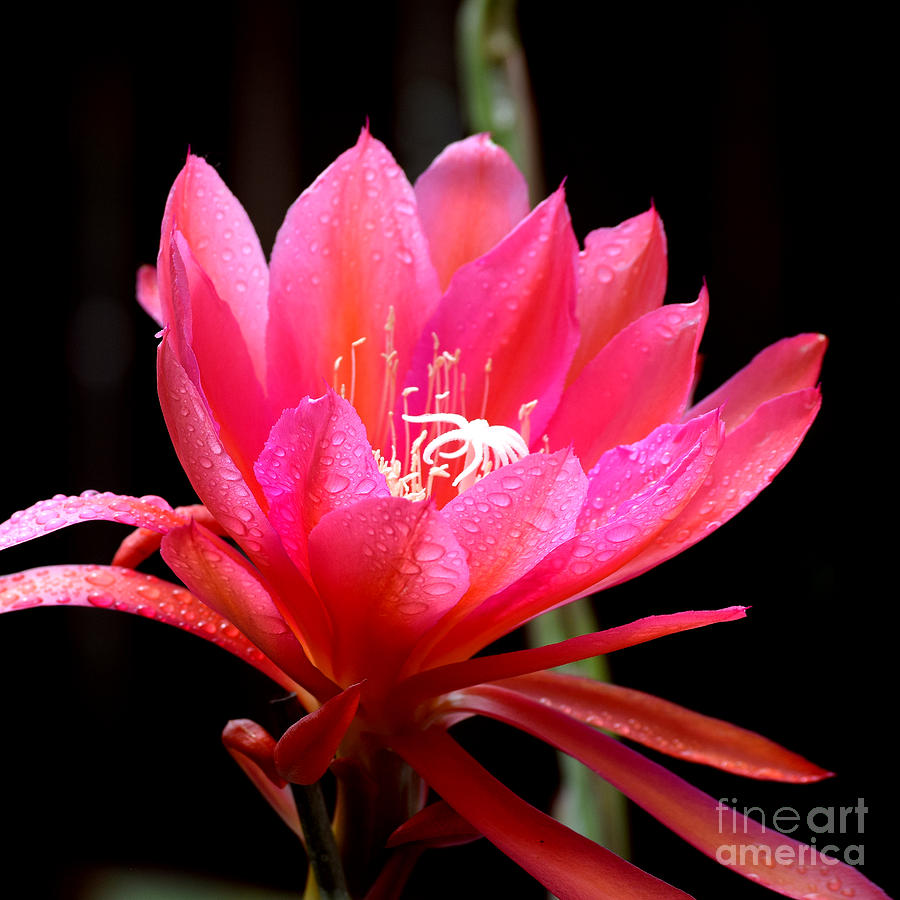 Fresh As The Rain - Pink Epiphyllum Photograph by Hao Aiken