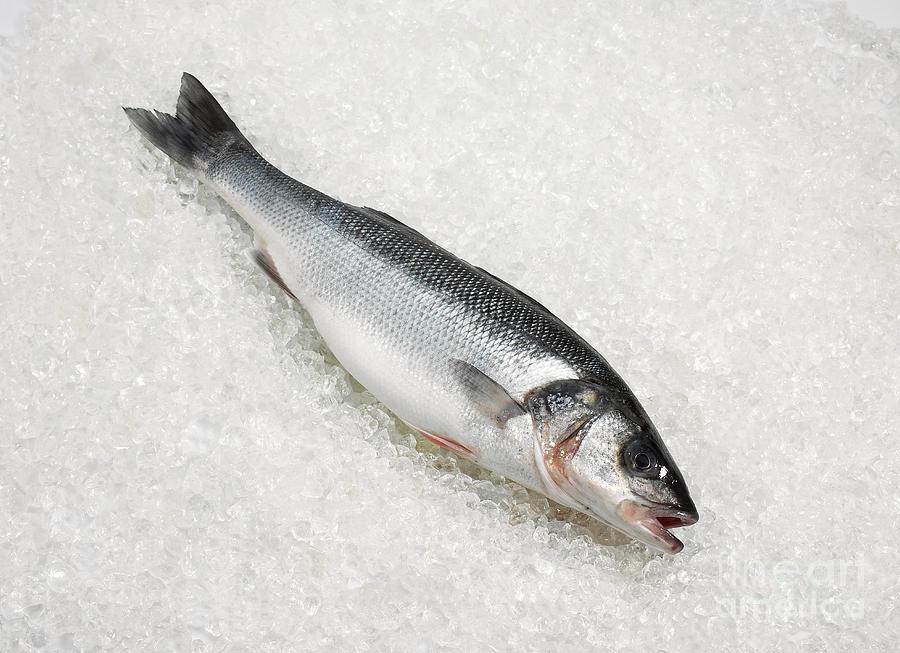 Fresh Bass On Ice Photograph by Gerard Lacz
