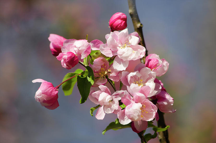 Fresh Blossoms Photograph by Ann Bridges