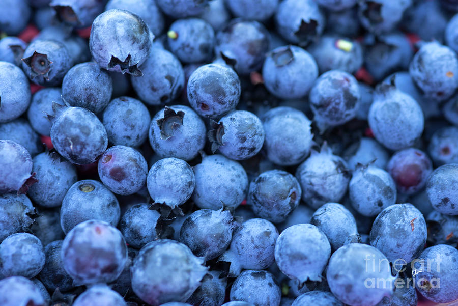 Fresh Blueberries Photograph by Alana Ranney