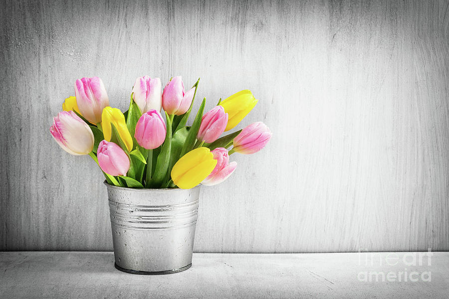 Fresh bouquet of tulips in a metal pot on rustic wood. Photograph by Michal Bednarek