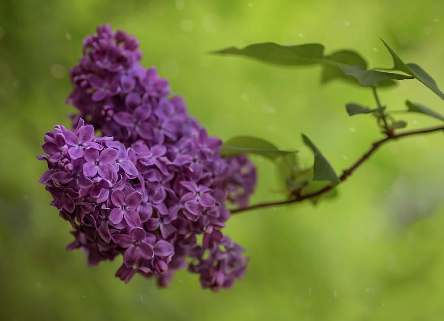 Fresh branch of lilac flower Photograph by Jaroslaw Blaminsky