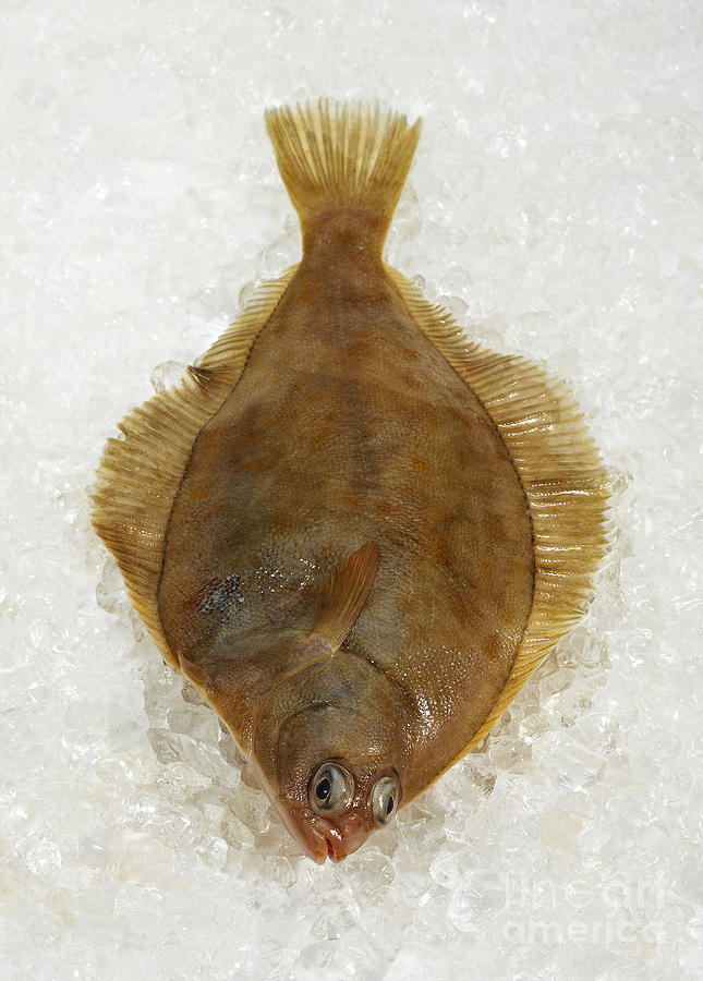 Fresh Brill On Ice Photograph by Gerard Lacz