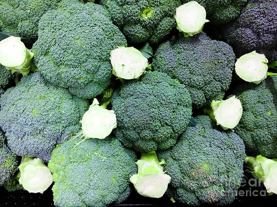 Broccoli Photograph - Fresh broccoli background by Tom Gowanlock