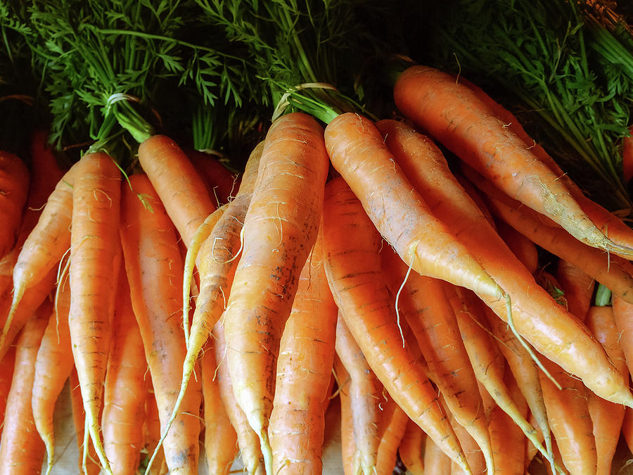 Carrot Photograph - Fresh carrots from the summer garden by GoodMood Art