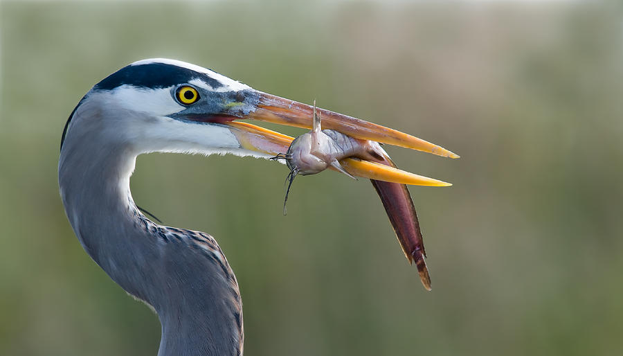 Wildlife Photograph - Fresh Catch by Alfred Forns