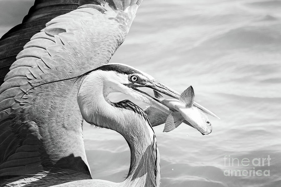 Wildlife Photograph - Fresh Catch by Michael McStamp
