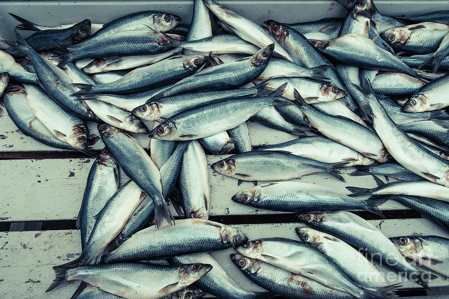 Fish Photograph - Fresh caught herring fish by Edward Fielding