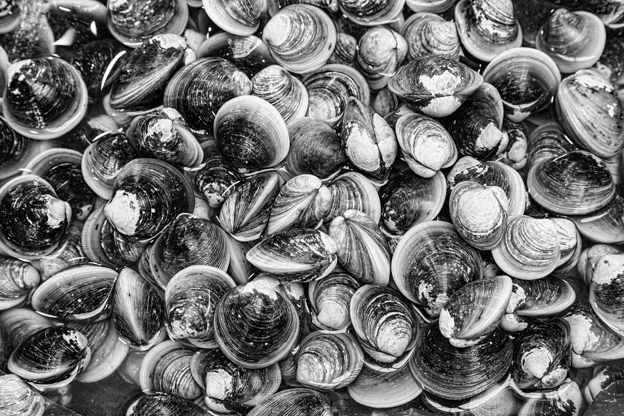 Fresh Clams in Black And White Photograph by James BO Insogna