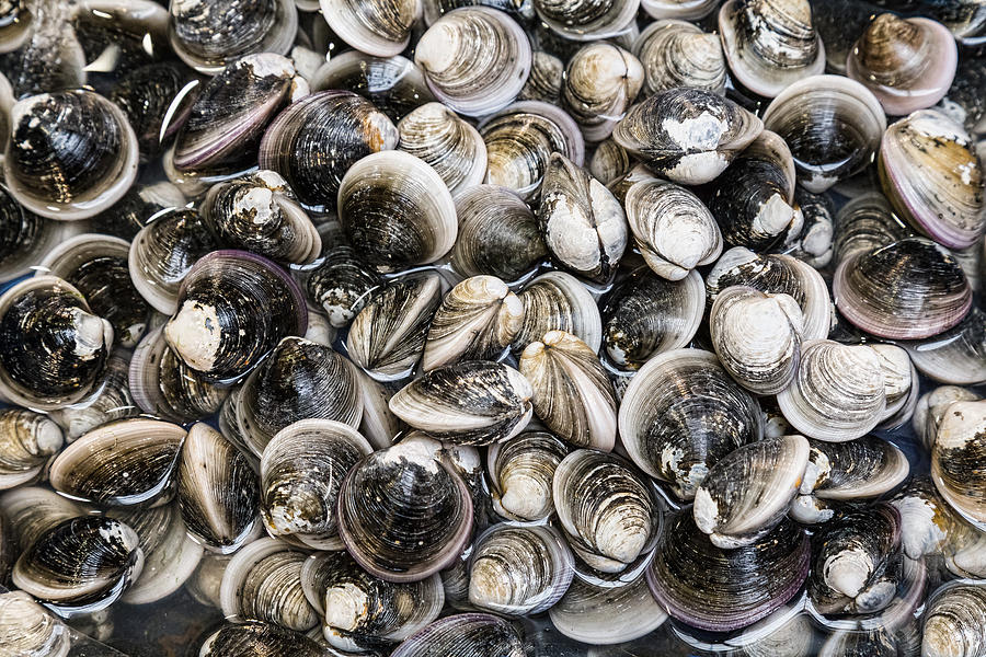 Fresh Clams Photograph by James BO Insogna