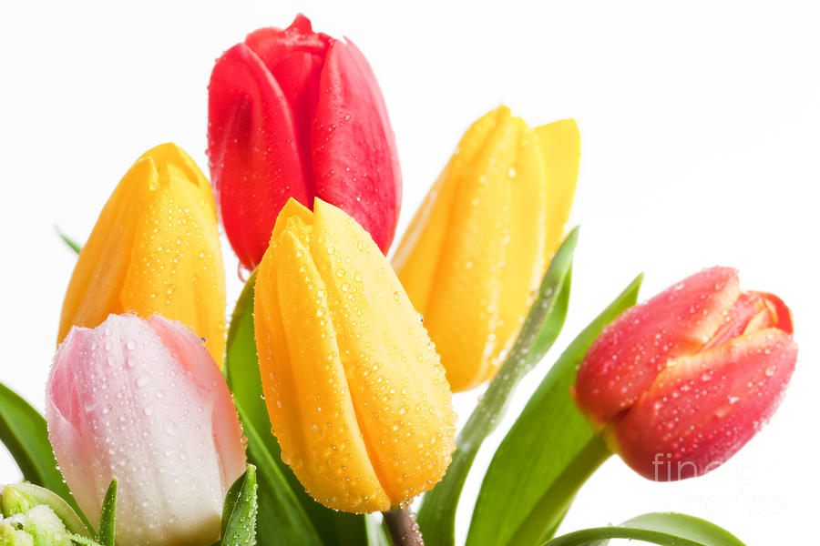 Fresh colorful tulips flowers isolated on white Photograph by Michal Bednarek