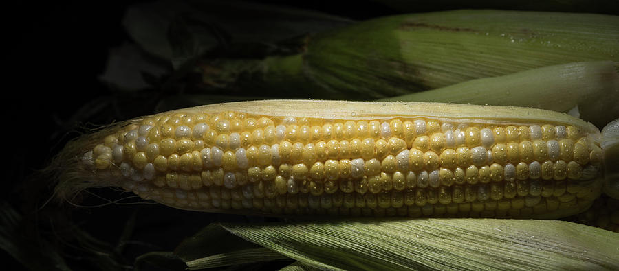Fresh Corn Photograph