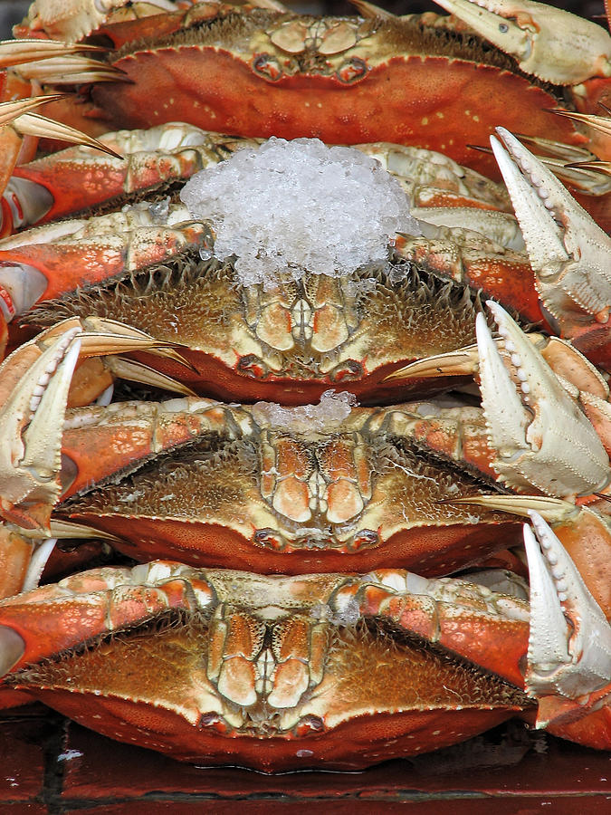 Fresh Crabs - San Francisco California Photograph by Darin Volpe