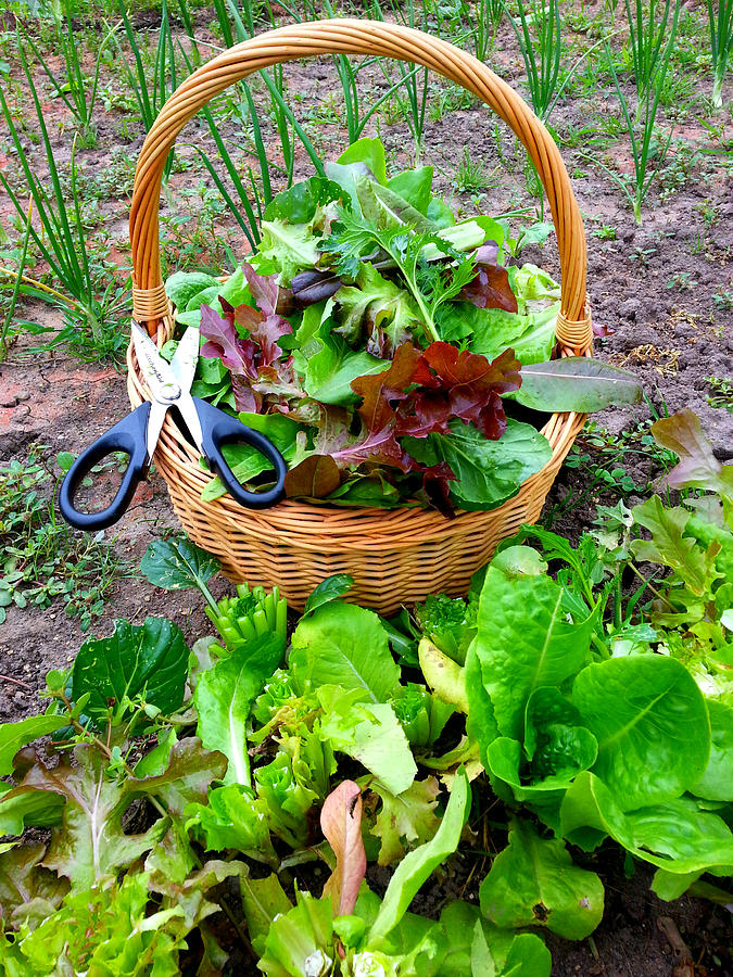 Fresh Cut Summer Salad Photograph by Brook Burling