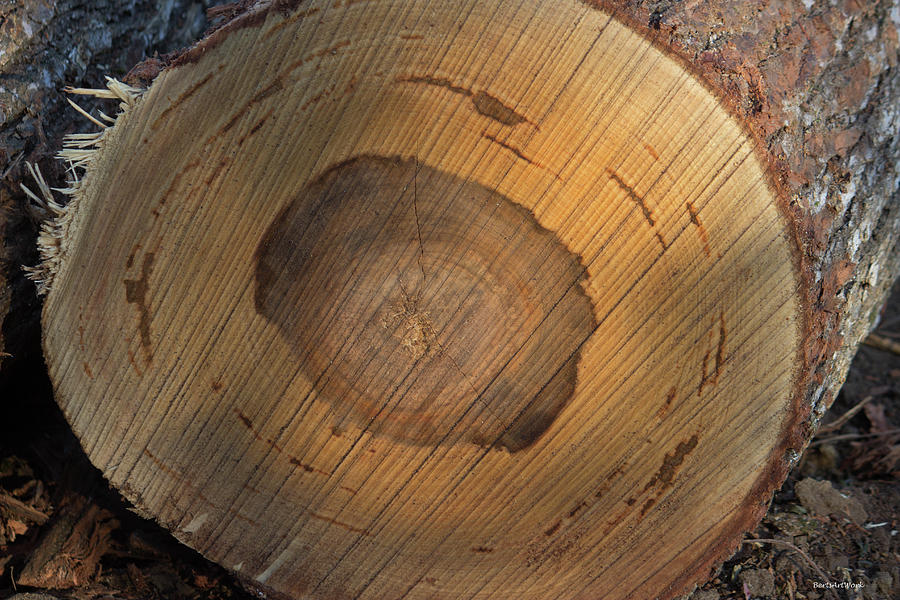 Fresh Cut Tree Photograph by Roberta Byram