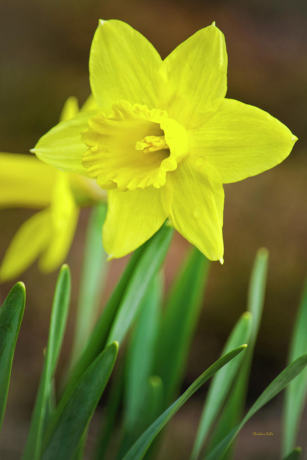 Fresh Daffodil Flower Photograph by Christina Rollo