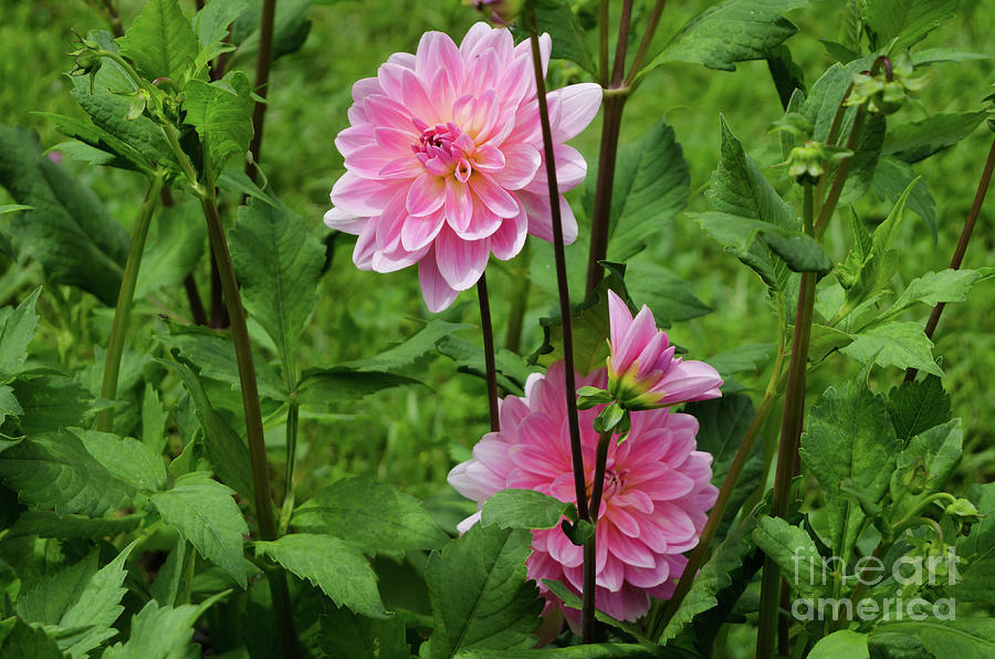 Fresh Dahlias Photograph by Michelle Meenawong