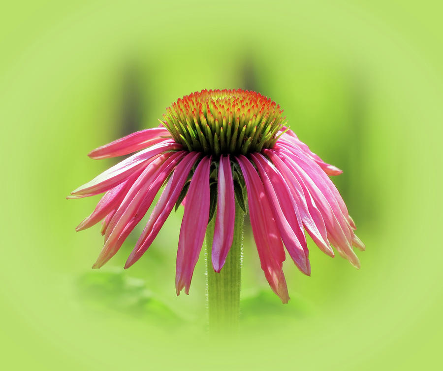 Fresh Echinacea Flower - Green Vignette Photograph by MTBobbins Photography