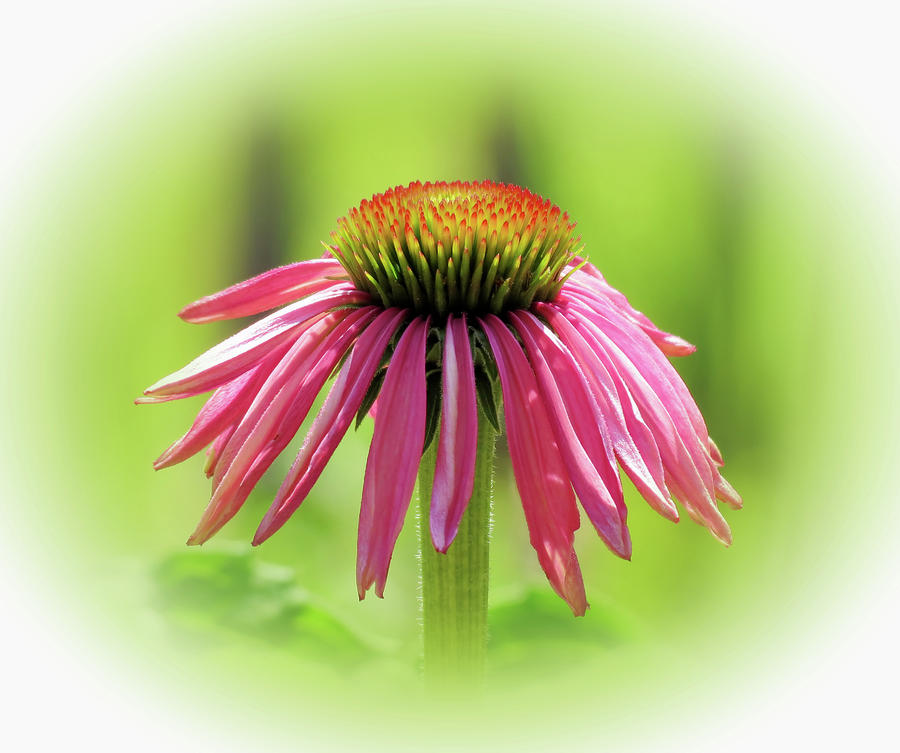Fresh Echinacea Flower - Vignette Photograph by MTBobbins Photography