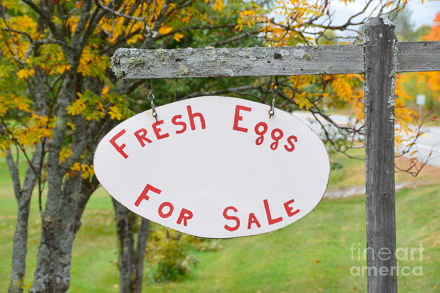 Fresh Eggs for Sale in Vermont Photograph by Catherine Sherman