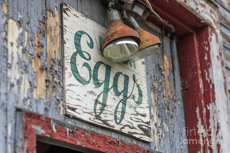 Fresh Eggs sign on an old chicken coop Stowe, Vermont Photograph by Edward Fielding