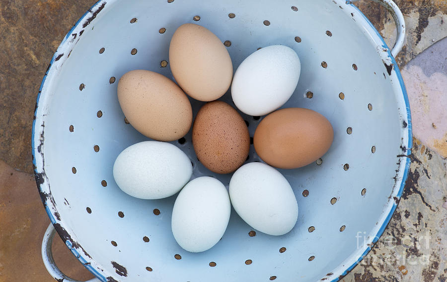 Egg Photograph - Fresh Eggs by Tim Gainey