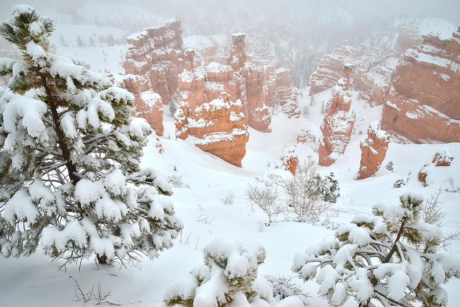 Fresh Fallen Snow at Bryce Canyon Photograph by Ray Mathis