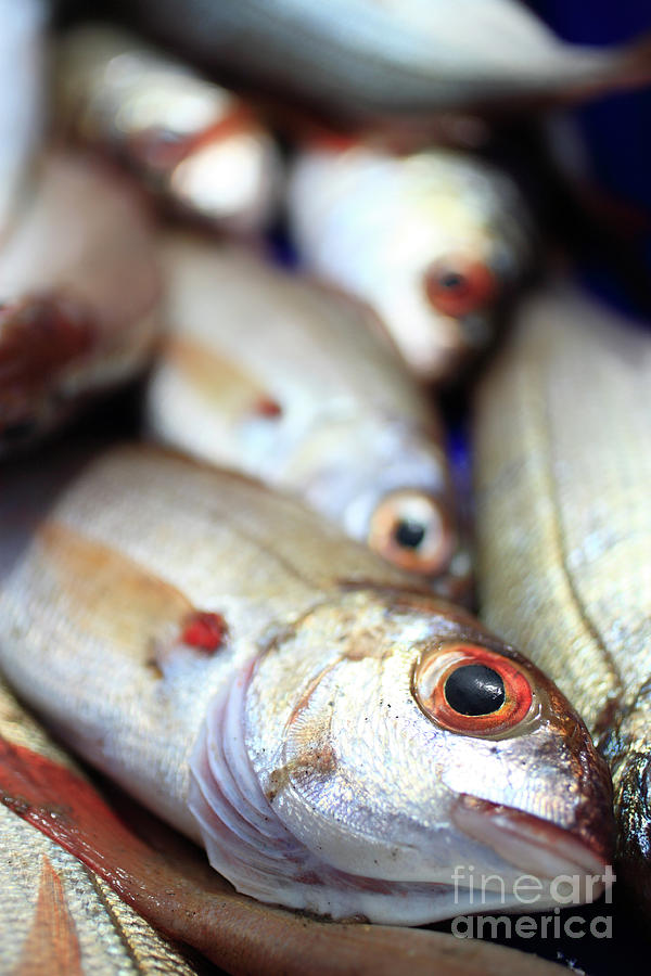 Fresh fish Photograph by Gaspar Avila
