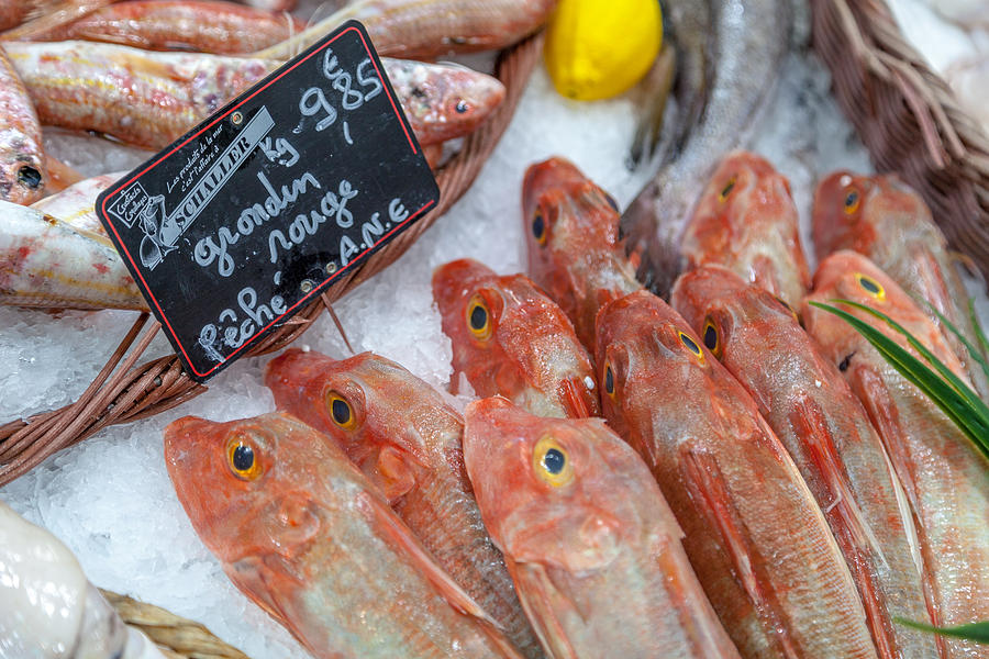 Fresh Fish - Grondin rouge Photograph by W Chris Fooshee
