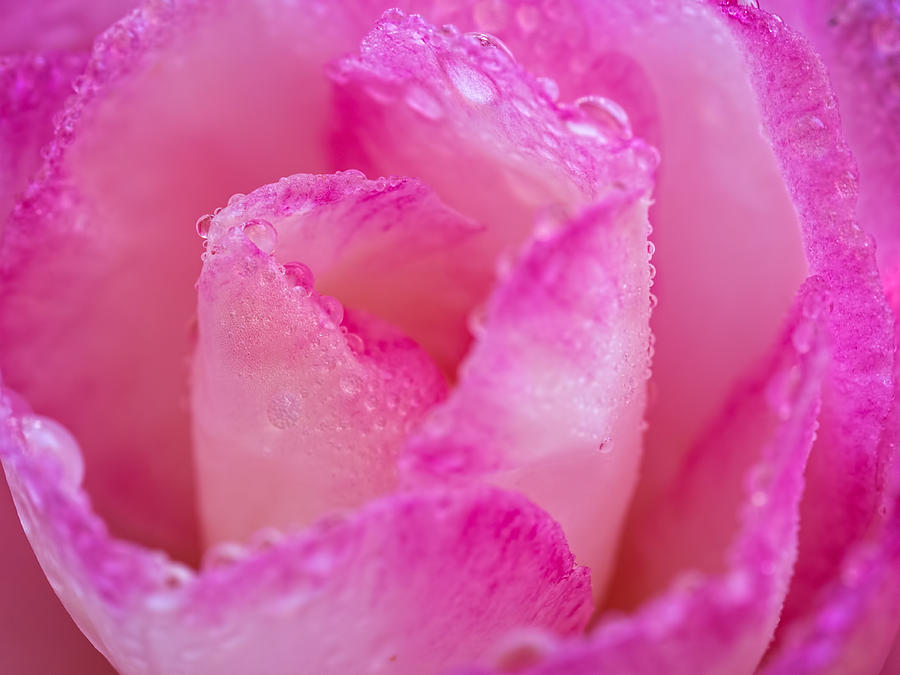 Fresh Flower Covered in Droplets Photograph by Brad Boland