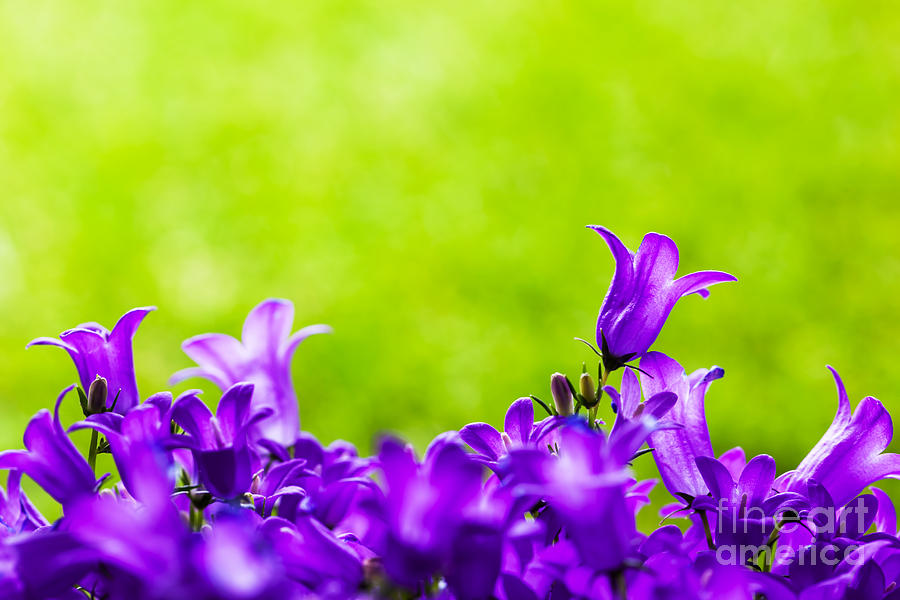 Flower Photograph - Fresh flowers close-up on grass natural background by Michal Bednarek