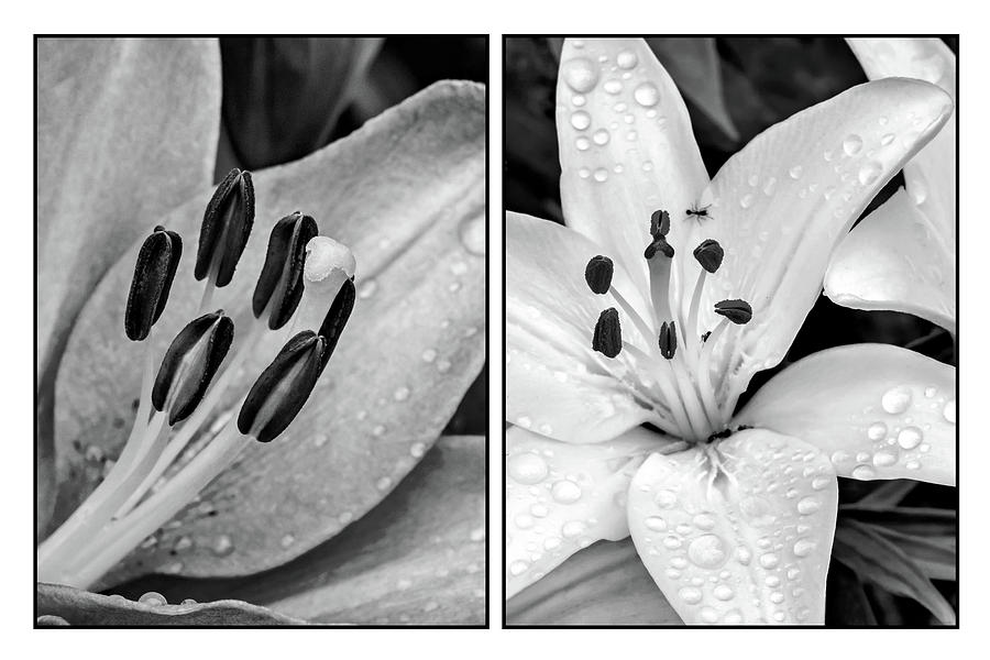 Fresh From the Shower - Diptych bw Photograph by Steve Harrington