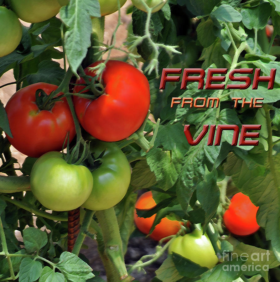 Fresh From The Vine Photograph by Lydia Holly