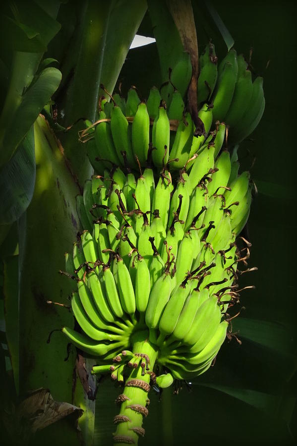 Banana Bunch Photograph by Wanderbird Photographi LLC
