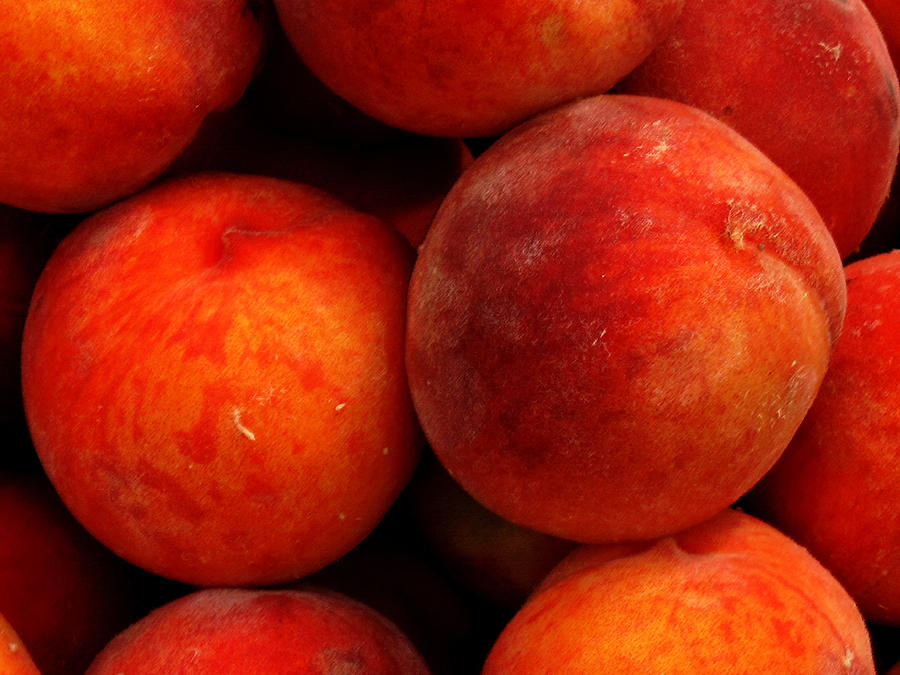 Fresh Fuzzy Peaches Photograph by Ian  MacDonald