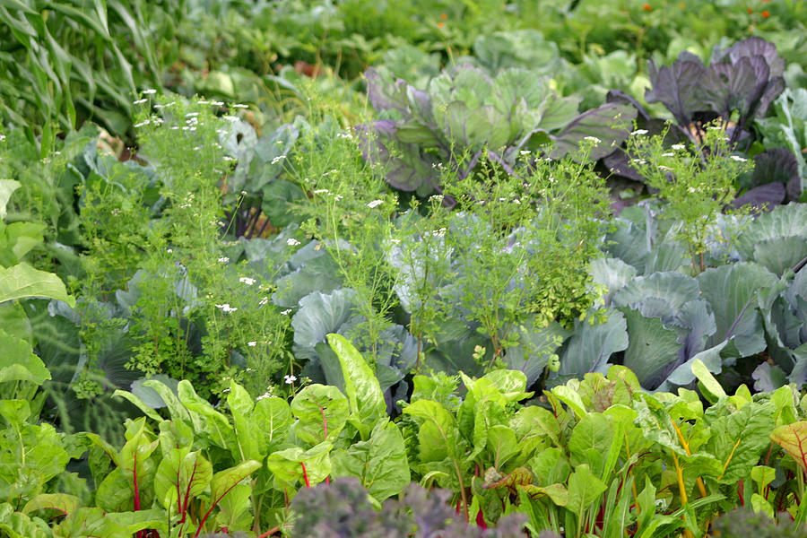 Fresh Garden Greens Photograph by Living Color Photography Lorraine Lynch