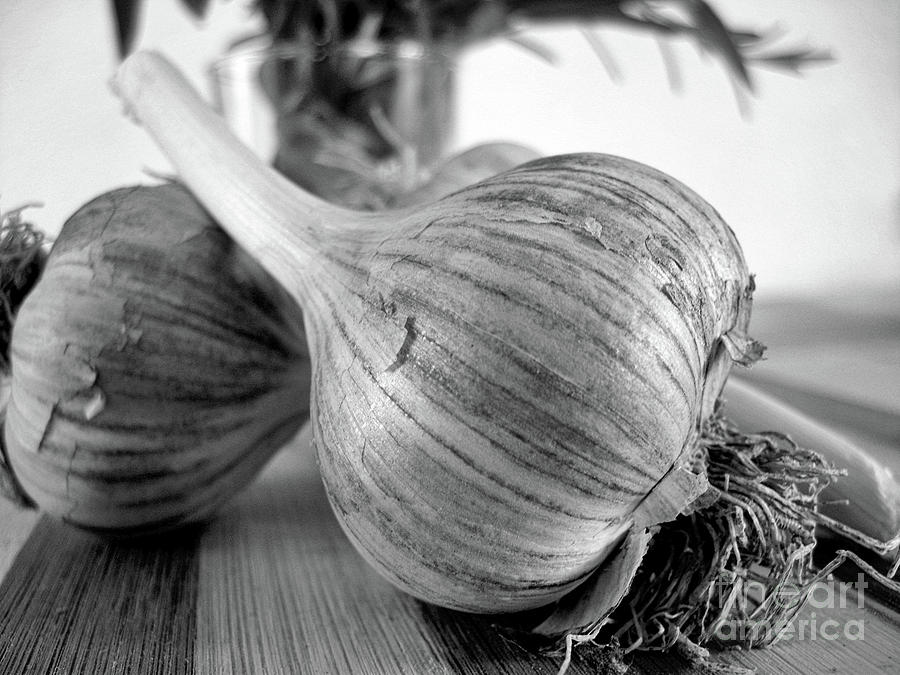 Fresh Garlic Photograph by Nina Ficur Feenan