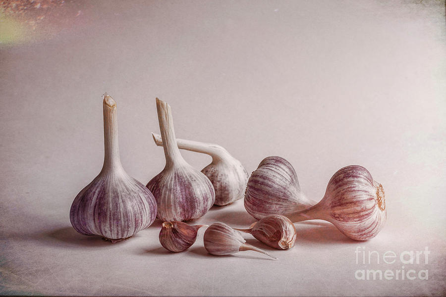 Fresh Garlic Photograph