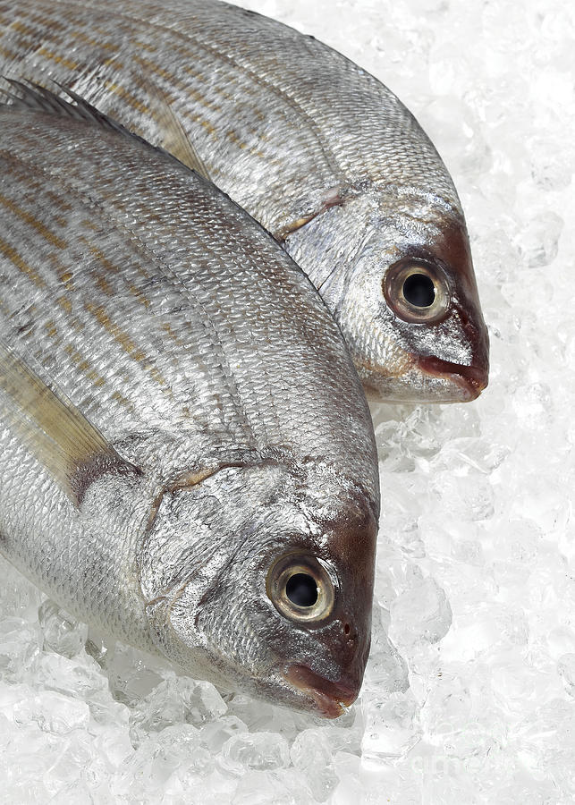 Fresh Gilthead Bream On Ice Photograph by Gerard Lacz