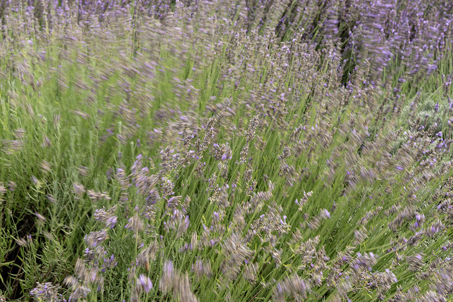 Fresh green blooming field of lavender herbal plants. Photograph by Michalakis Ppalis