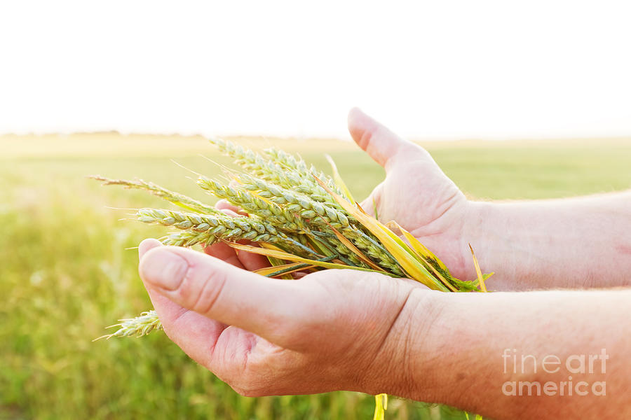 Fresh green cereal grain in farmers hands Photograph by Michal Bednarek