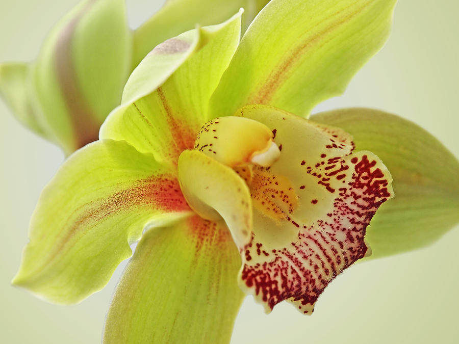 Fresh Green Cymbidium Orchid Photograph by Gill Billington