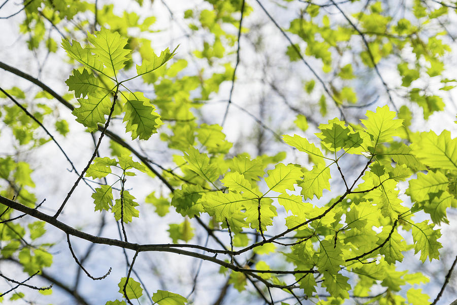 Fresh Green Filigree of Spring - Oak Leaves and Branches Photograph by Georgia Mizuleva