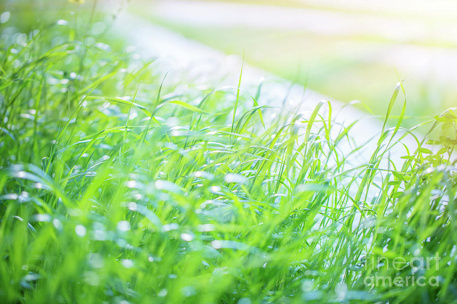 Fresh green grass background Photograph by Anna Om