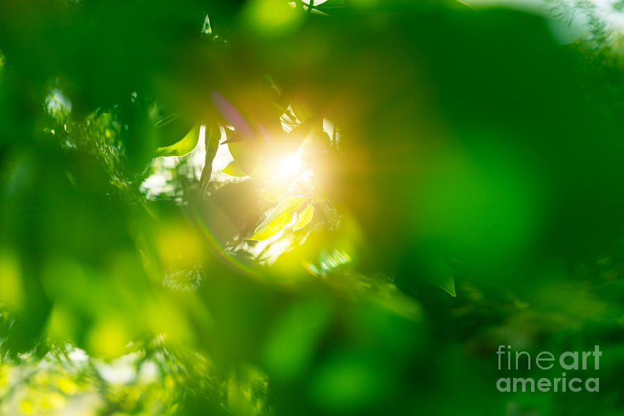 Fresh green leaves background Photograph by Anna Om