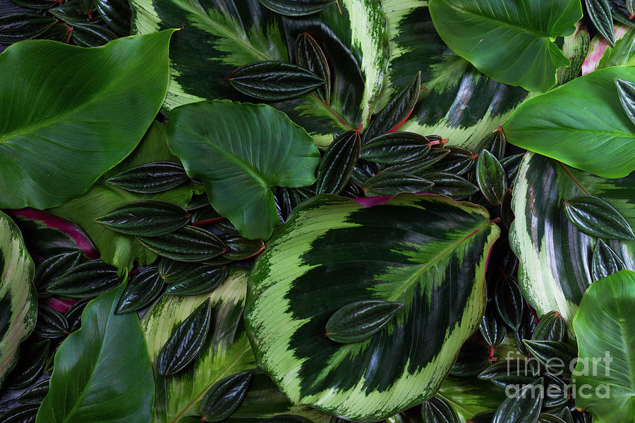 fresh green leaves II Photograph by Anastasy Yarmolovich