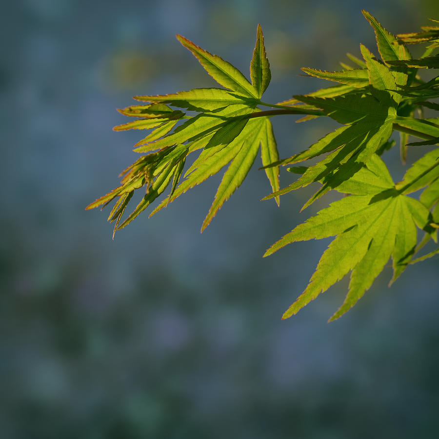 Fresh Green Leaves Photograph