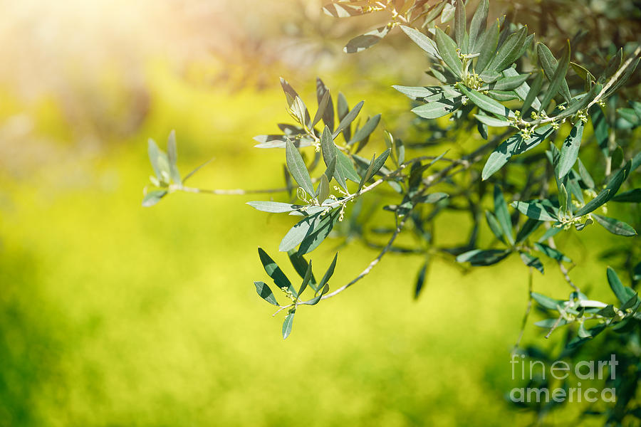 Fresh green olive tree branches Photograph by Anna Om