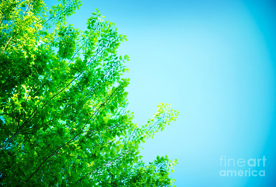 Fresh green tree border Photograph by Anna Om